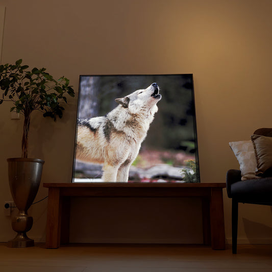 Heulender Wolf