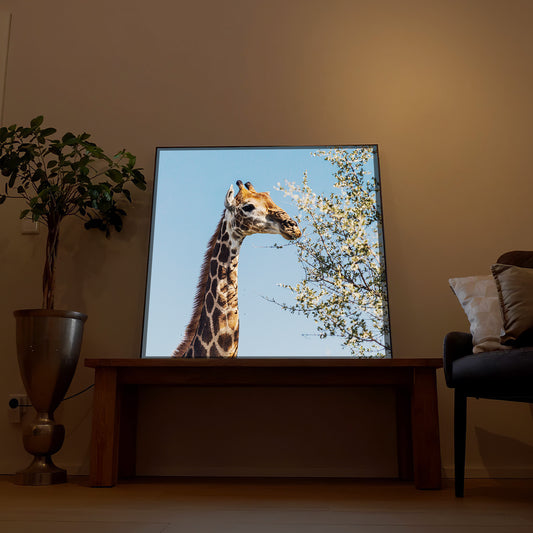 Giraffe frisst Blätter