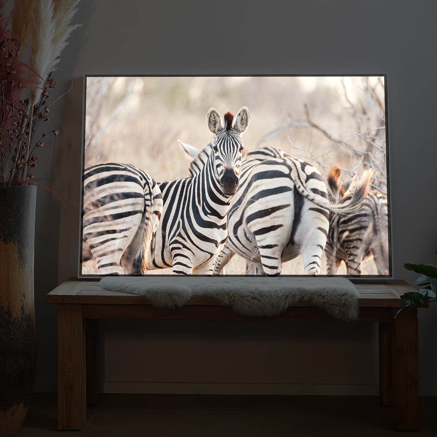Zebras