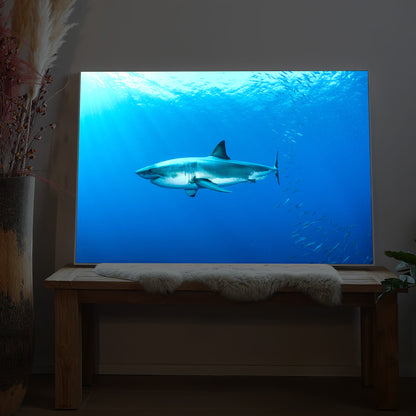 Weißer Hai im Atlantik - Great White