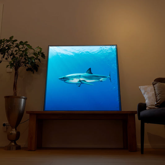 Weißer Hai im Atlantik - Great White