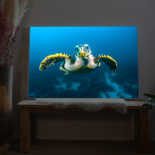 Schildkröte am Riff