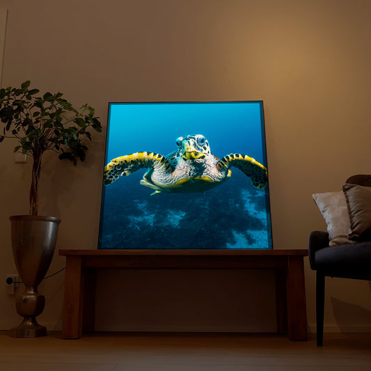 Schildkröte am Riff