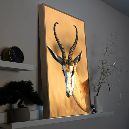 Springbock in Namibia