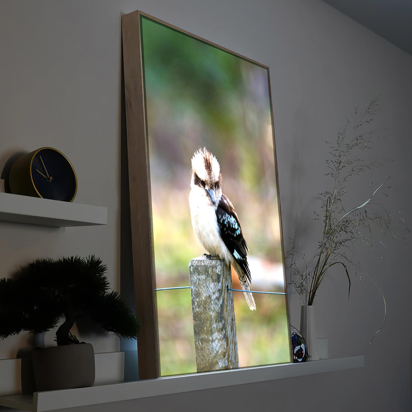 Kookaburra