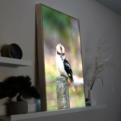 Kookaburra