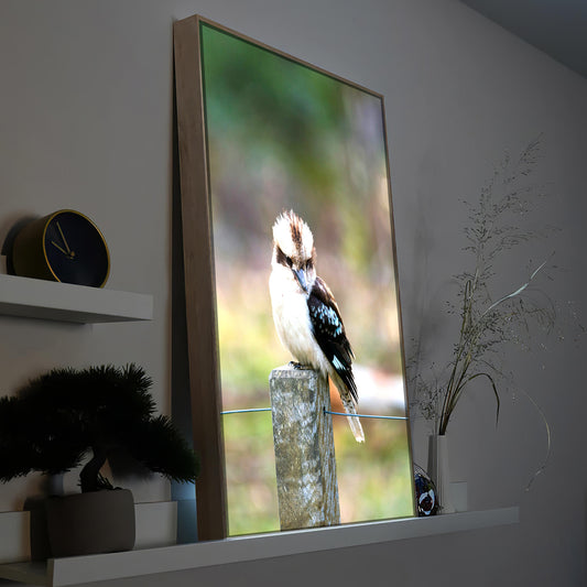 Kookaburra