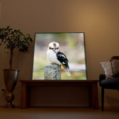 Kookaburra