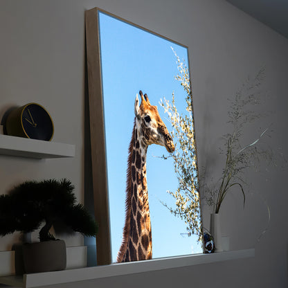 Giraffe frisst Blätter