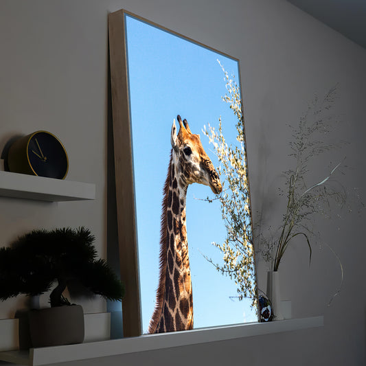Giraffe frisst Blätter