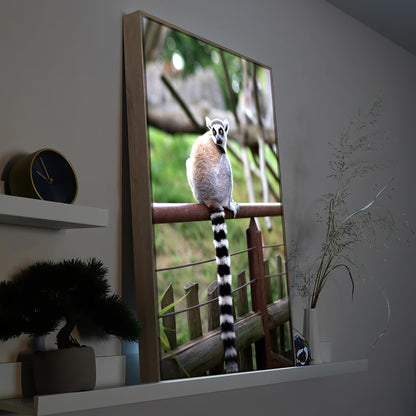 Lemur auf einem Zaun