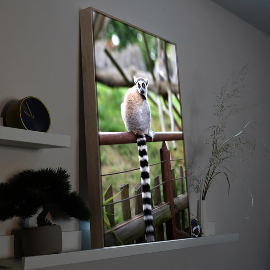 Lemur auf einem Zaun