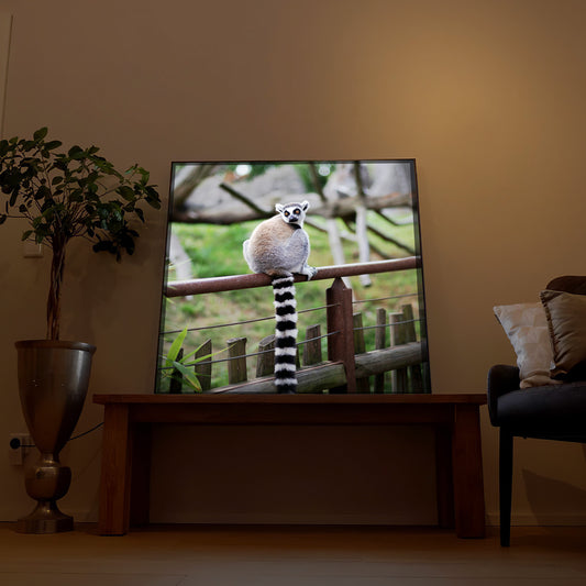 Lemur auf einem Zaun