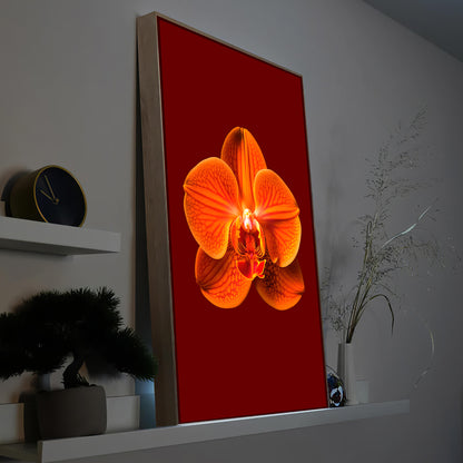 orangene Orchideenblüte