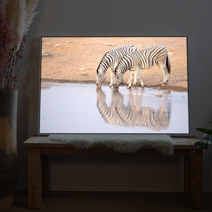trinkende Zebras
