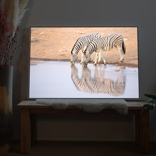 trinkende Zebras