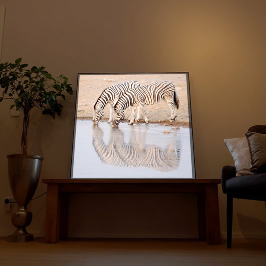 trinkende Zebras