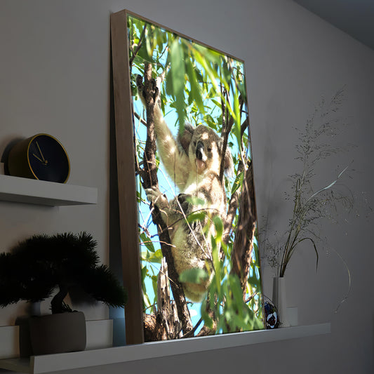 Koala im Baum