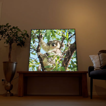 Koala im Baum