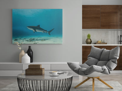 Tiger Hai vor den Bahamas - Poster oder Leinwand