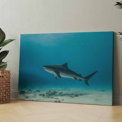 Tiger Hai vor den Bahamas - Poster oder Leinwand