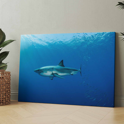 Weißer Hai im Atlantik - Great White - Poster oder Leinwand