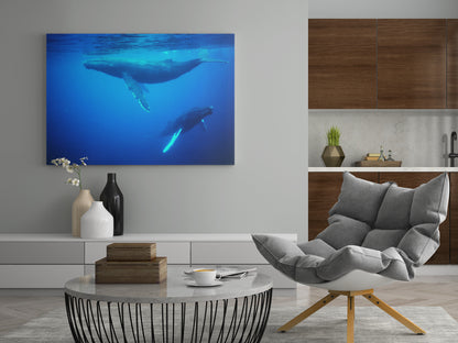 Buckelwale vor Tonga - Poster oder Leinwand