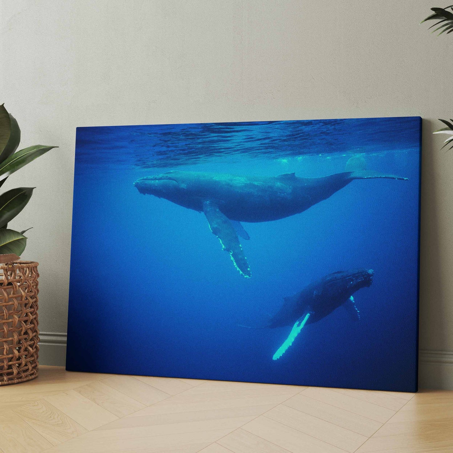 Buckelwale vor Tonga - Poster oder Leinwand