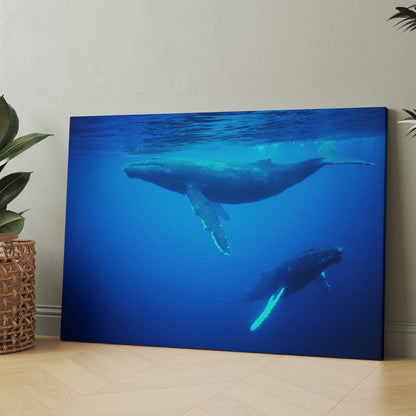 Buckelwale vor Tonga - Poster oder Leinwand