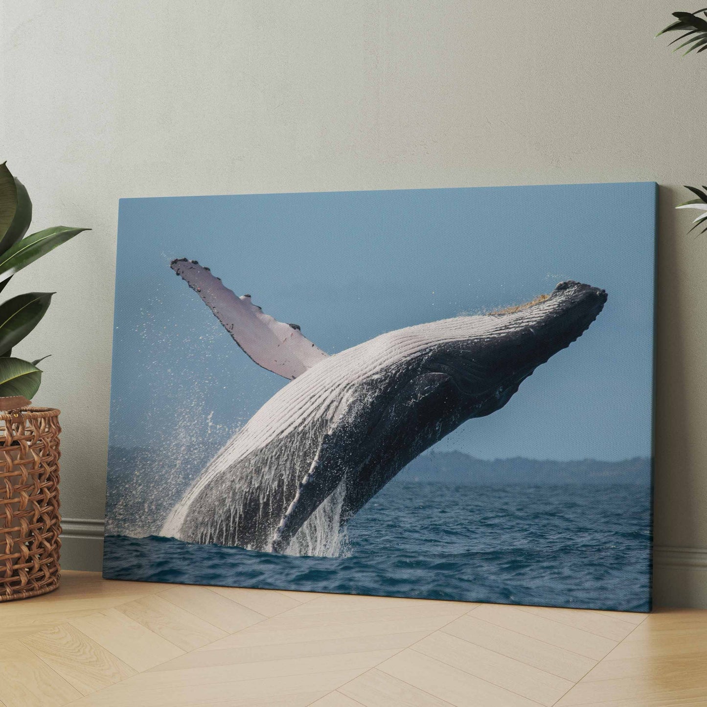 Buckelwal vor der Kanadischen Küste - Poster oder Leinwand