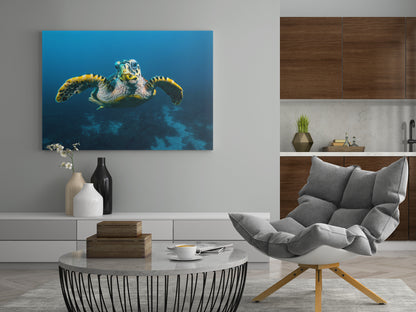Schildkröte am Riff - Poster oder Leinwand