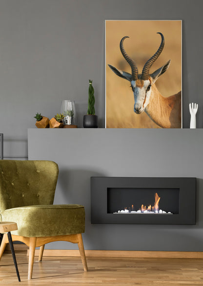 Springbock in Namibia - Poster oder Leinwand