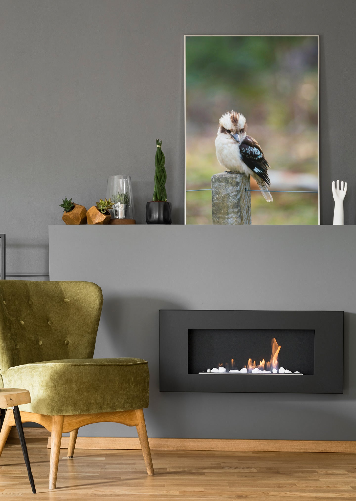Kookaburra - Poster oder Leinwand