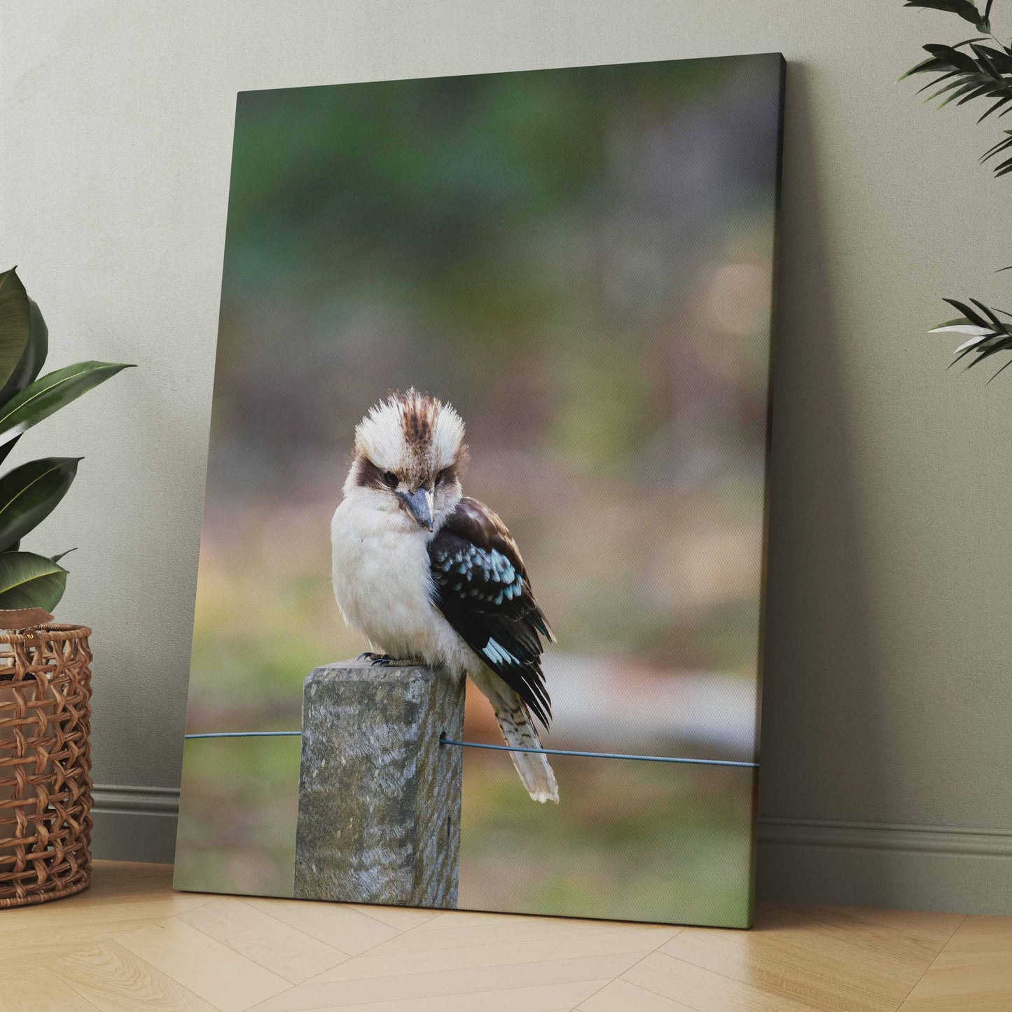 Kookaburra - Poster oder Leinwand