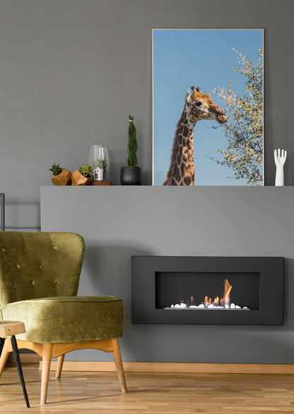 Giraffe frisst Blätter - Poster oder Leinwand