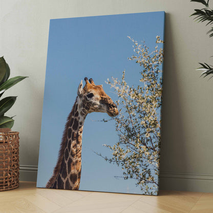 Giraffe frisst Blätter - Poster oder Leinwand
