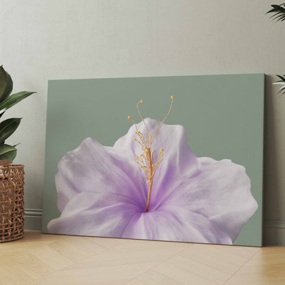 lilafarbene Blüte - Poster oder Leinwand