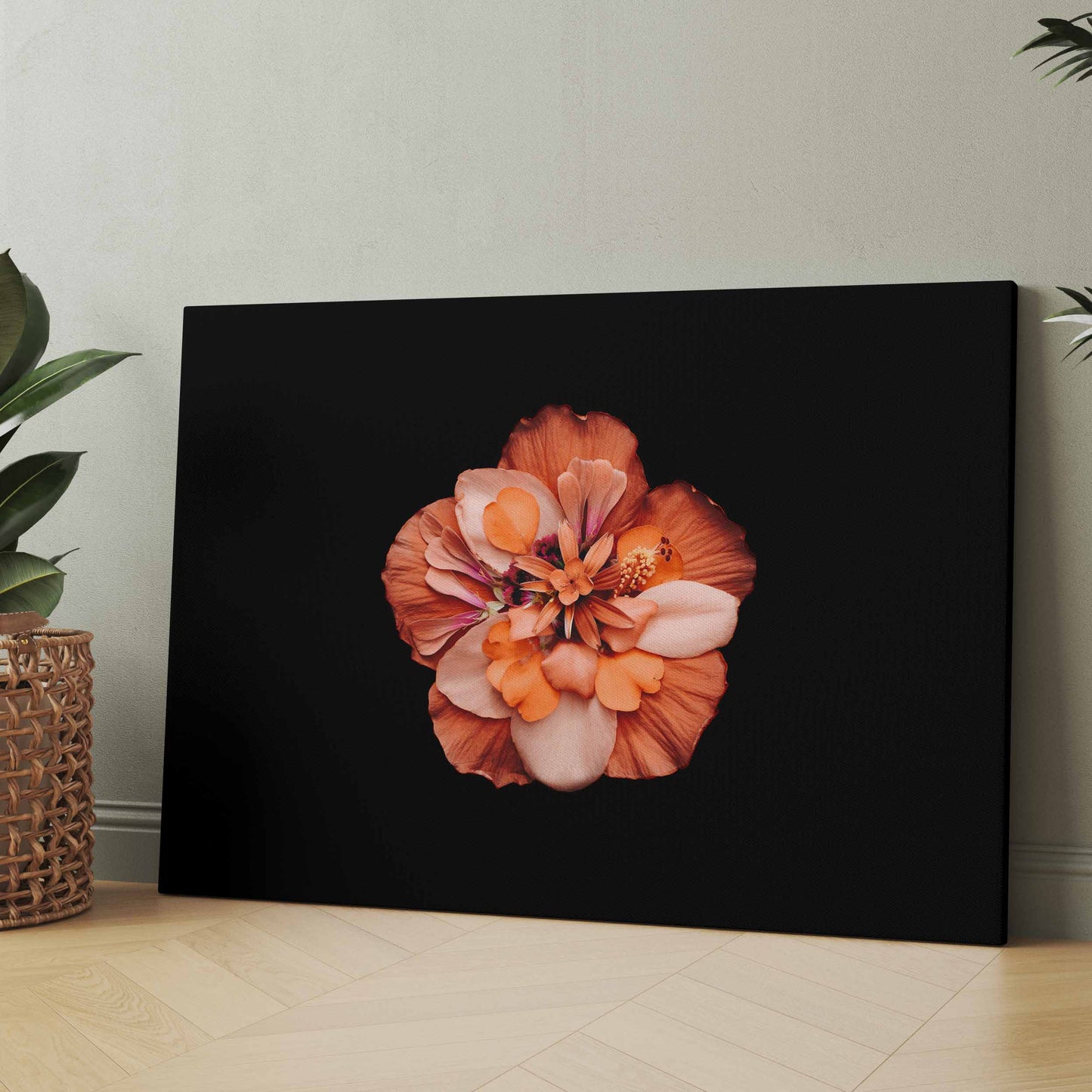 Bunte Blüte - schwarzer Hintergrund - Poster oder Leinwand