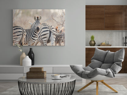 Zebras - Poster oder Leinwand