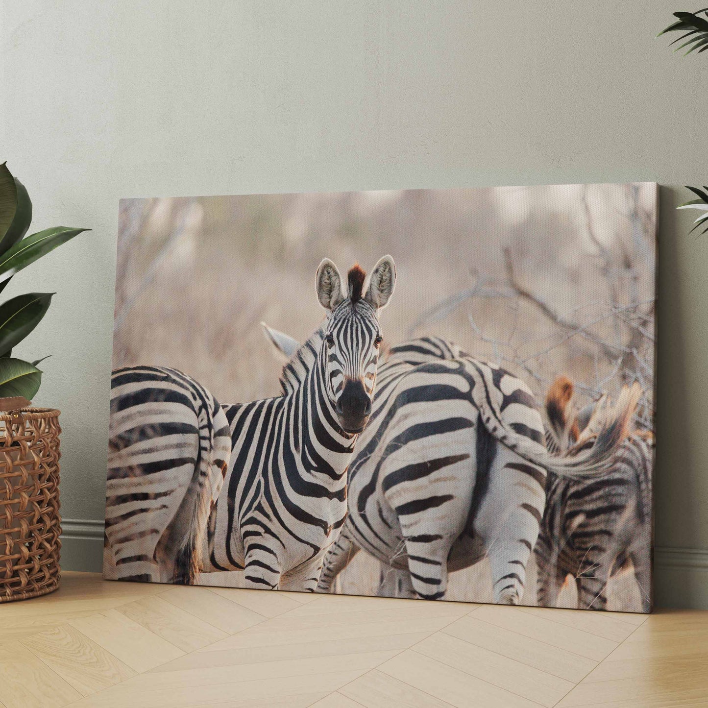 Zebras - Poster oder Leinwand