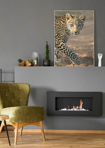 junger Leopard - Poster oder Leinwand