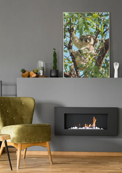 Koala im Baum - Poster oder Leinwand