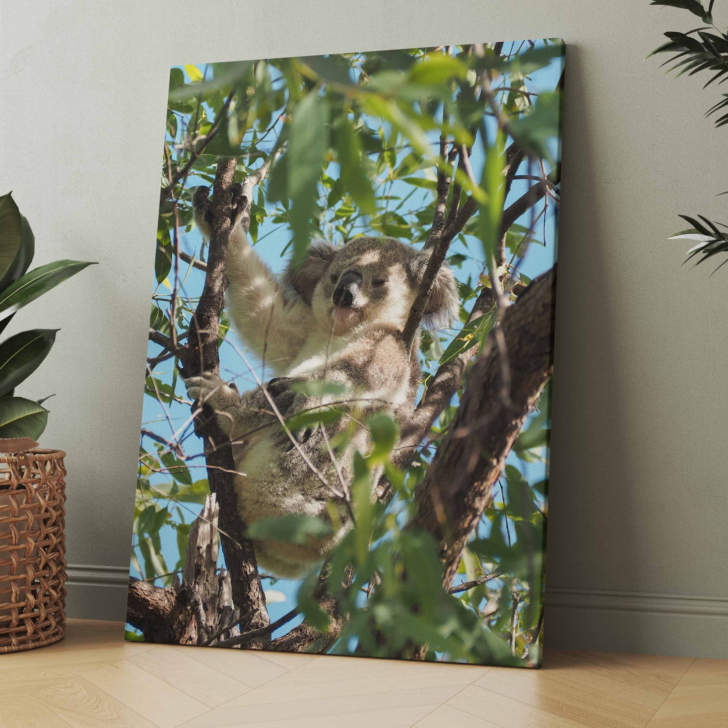 Koala im Baum - Poster oder Leinwand